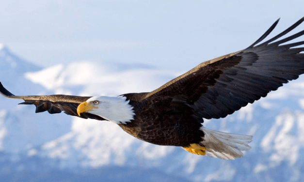 ŽIVALSKE BASNI O VODENJU – OREL PRIMUS